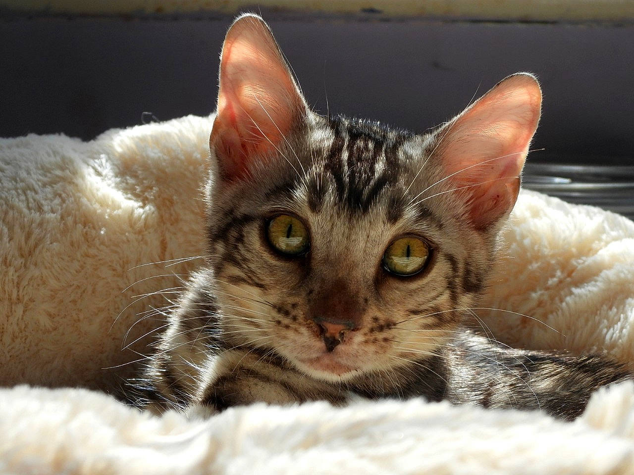 Jinx is registered to the contest to win money with this photo: aegean_cat, american_shorthair, asian, bengal, carnivore, cat, close_up, dragon_li, european_shorthair, eye, felidae, fur, kitten, mammal, nose, small_to_medium_sized_cats, snout, tabby_cat, vertebrate, whiskers