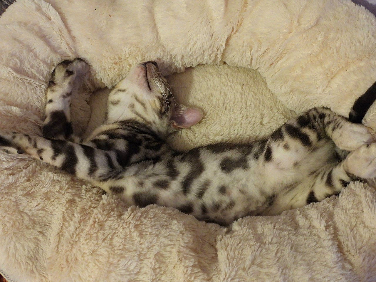 Jinx joined the competition — help win amazing prizes! american_shorthair, bengal, carnivore, cat, cat_bed, dragon_li, egyptian_mau, fawn, felidae, fur, kitten, mammal, ocicat, savannah, small_to_medium_sized_cats