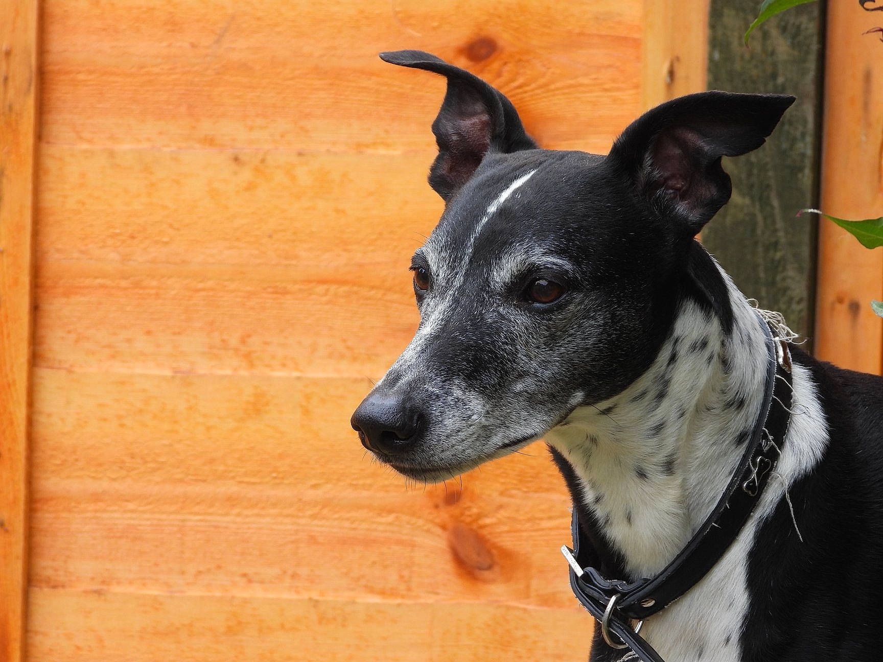 Jett joined the competition — help win amazing prizes! canidae, carnivore, dog, dog_breed, dog_collar, feist, mammal, rare_breed_dog, snout, sporting_group, vertebrate, whiskers