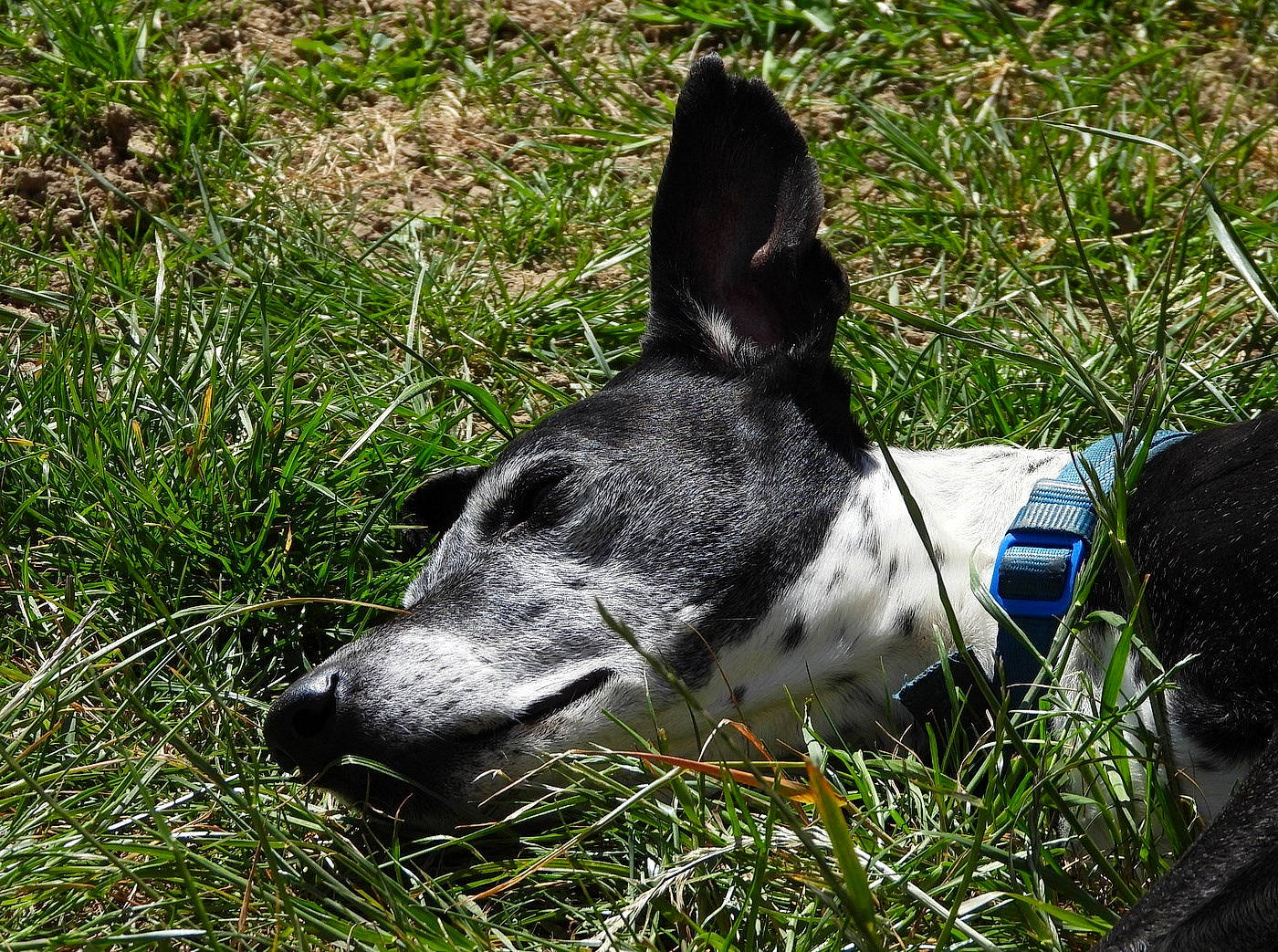 Jett is registered to the contest to win money with this photo: canidae, carnivore, dog, dog_breed, grass, grass_family, mammal, meadow, non_sporting_group, plant, pointer, snout, sporting_group, vertebrate