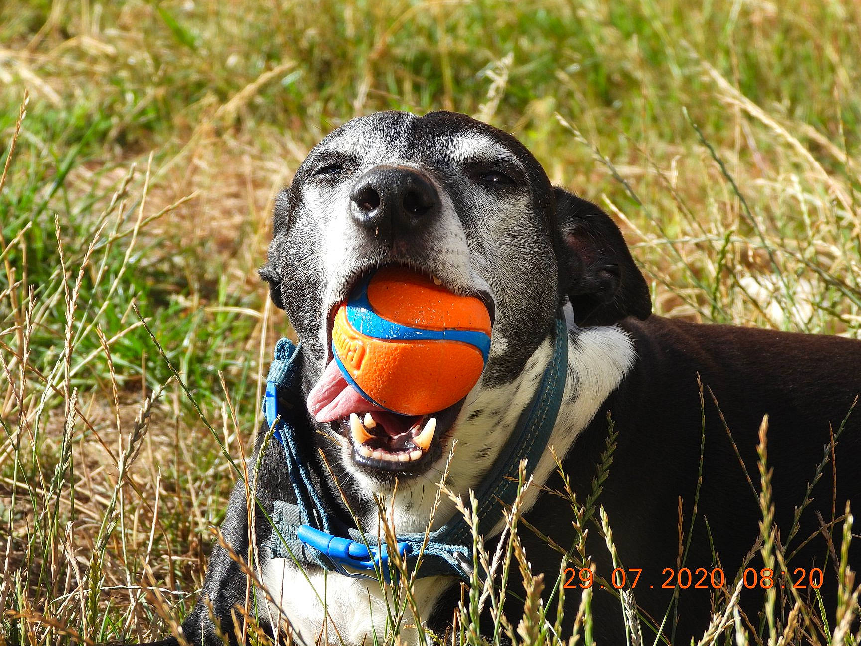 Jett joined the competition — help win amazing prizes! canidae, carnivore, collar, dog, dog_breed, dog_collar, dog_toy, field_trial, german_shorthaired_pointer, grass, grass_family, hunting_dog, leash, pointer, pointing_breed, snout, sporting_group