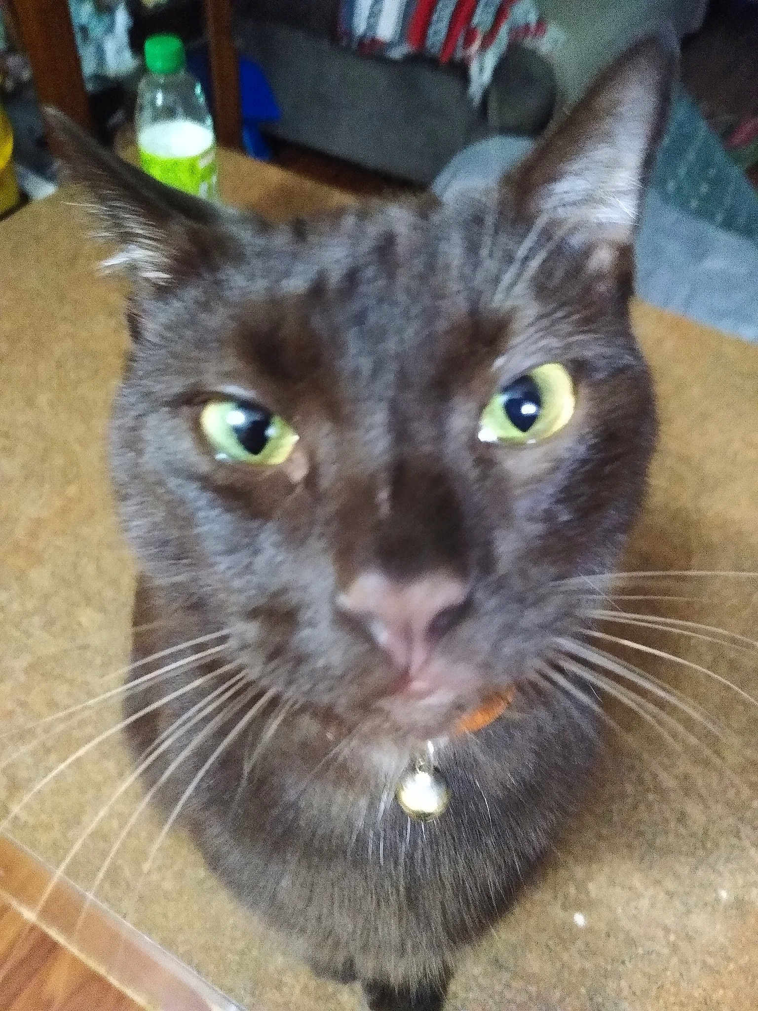 Mokey