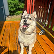 Ziya is registered to the contest to win money with this photo: animal, blurred_background, canine, collar, daylight, dog, ears, fur, furry, happy, leash, nature, outdoor, pet, shadow, sitting, smiling, sunlight, tongue_out, wooden_deck