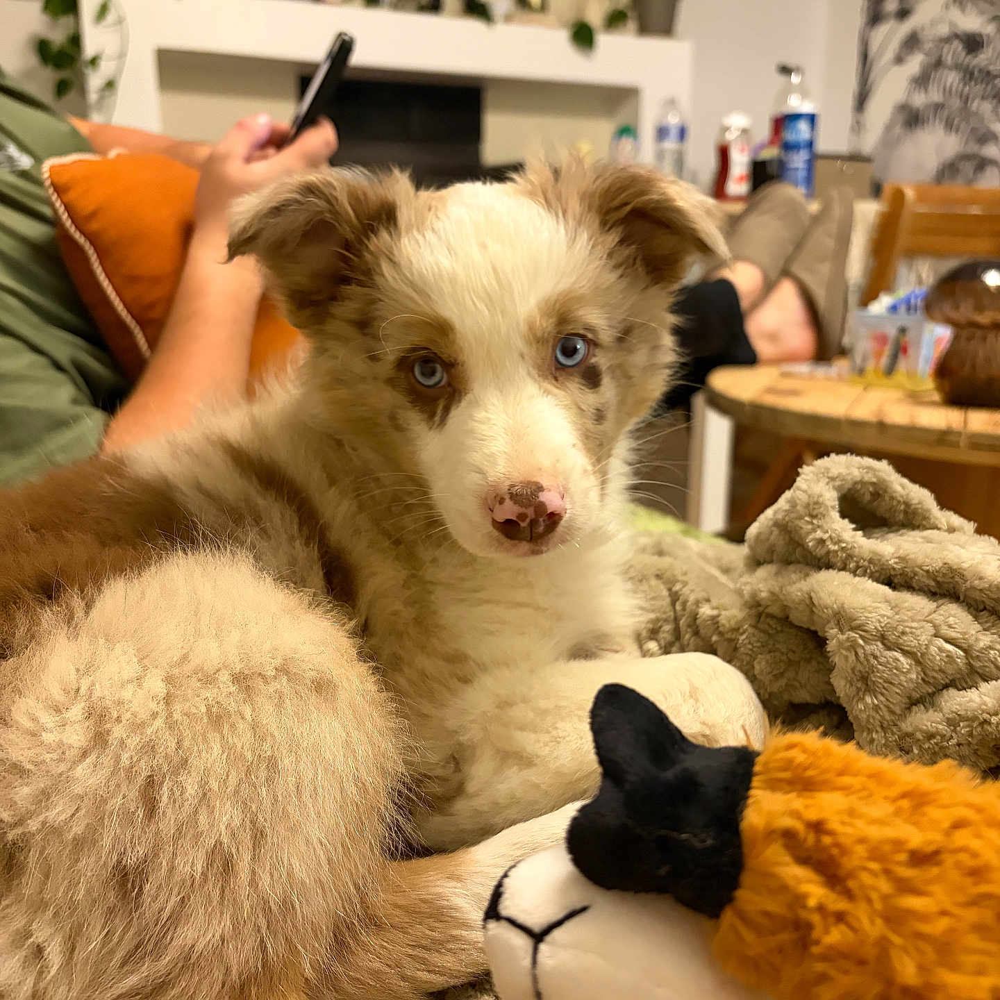 Aslow a rejoint le concours — aidez-le/la à gagner de superbes lots ! animal, blanket, blue_eyes, brown, couch, cozy, cute, dog, fluffy, furniture, home, indoor, person, pet, phone, plush_toy, puppy, relaxing, sheep_toy, white