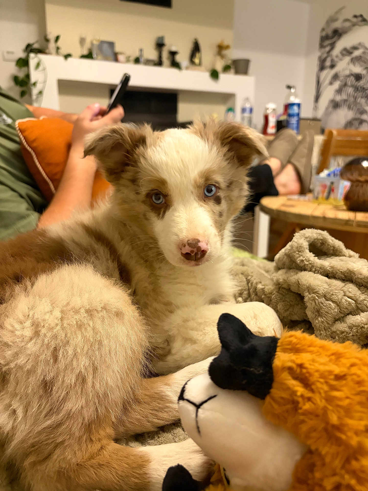 Aslow a rejoint le concours — aidez-le/la à gagner de superbes lots ! puppy, dog, blue_eyes, fluffy, blanket, plush_toy, sheep_toy, indoor, person, phone, couch, relaxing, brown, white, furniture, home, cozy, pet, animal, cute