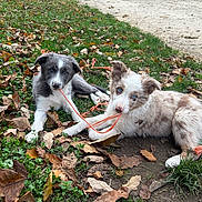 Aslow participe au concours pour gagner de l'argent avec cette photo : puppies, dogs, playful, string, grass, leaves, autumn, outdoor, pets, young_dogs, blue_eyes, nature, tug_of_war, cute, animal, two_puppies, playtime, fall, fur, canine