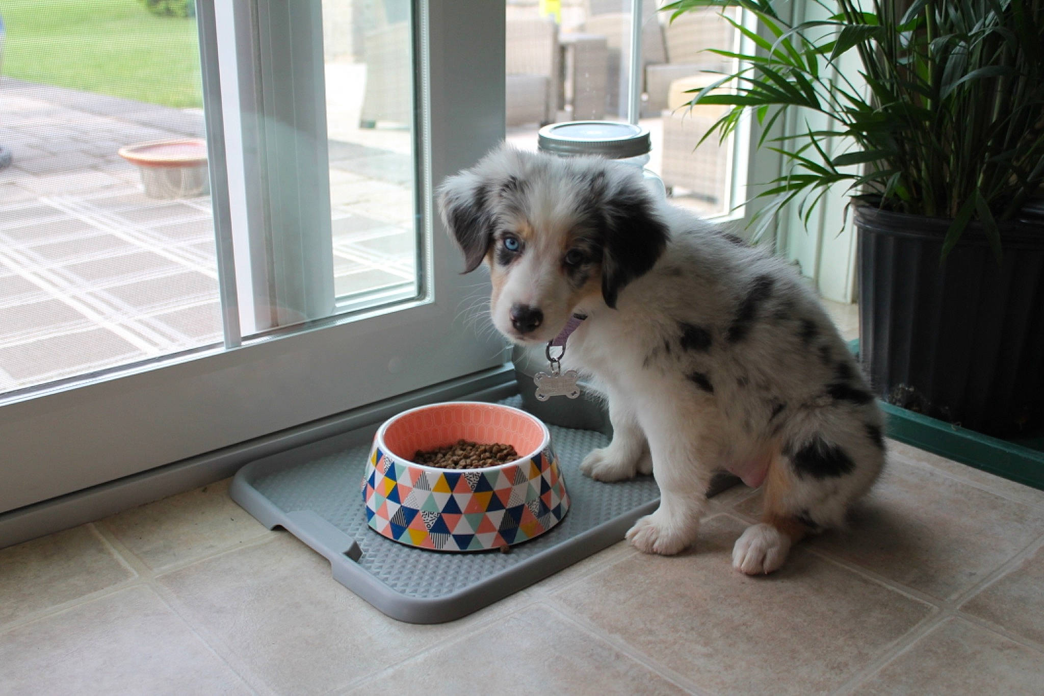 Myla is registered to the contest to win money with this photo: australian_shepherd, canidae, carnivore, companion_dog, dog, dog_breed, mammal, miniature_australian_shepherd, puppy, pyrenean_mastiff, sporting_group, vertebrate, working_dog