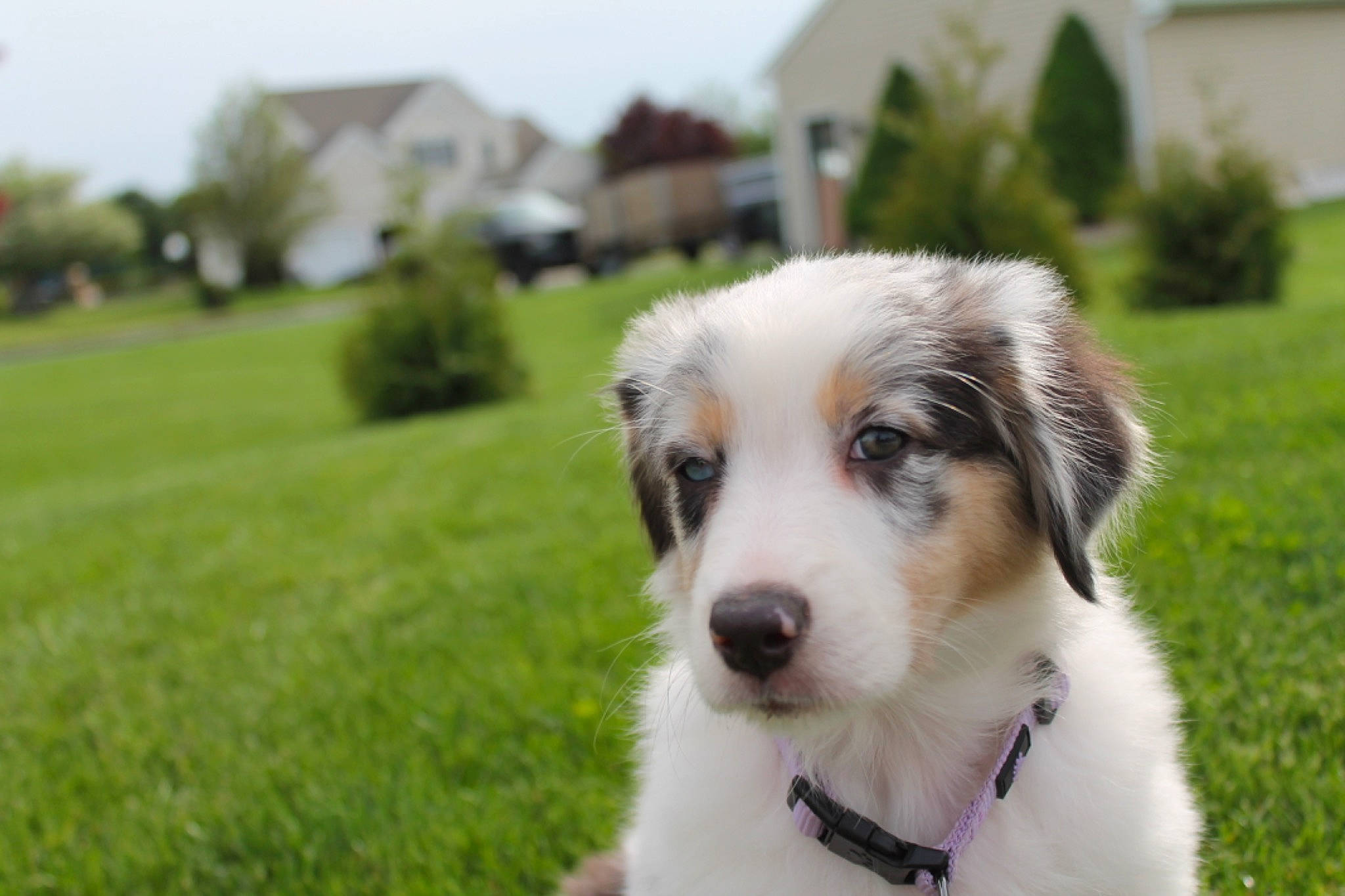 Myla is registered to the contest to win money with this photo: australian_collie, australian_shepherd, border_collie, canidae, carnivore, companion_dog, dog, dog_breed, grass, mammal, miniature_australian_shepherd, puppy, rare_breed_dog, snout, sporting_group, tornjak, vertebrate, welsh_sheepdog, working_dog