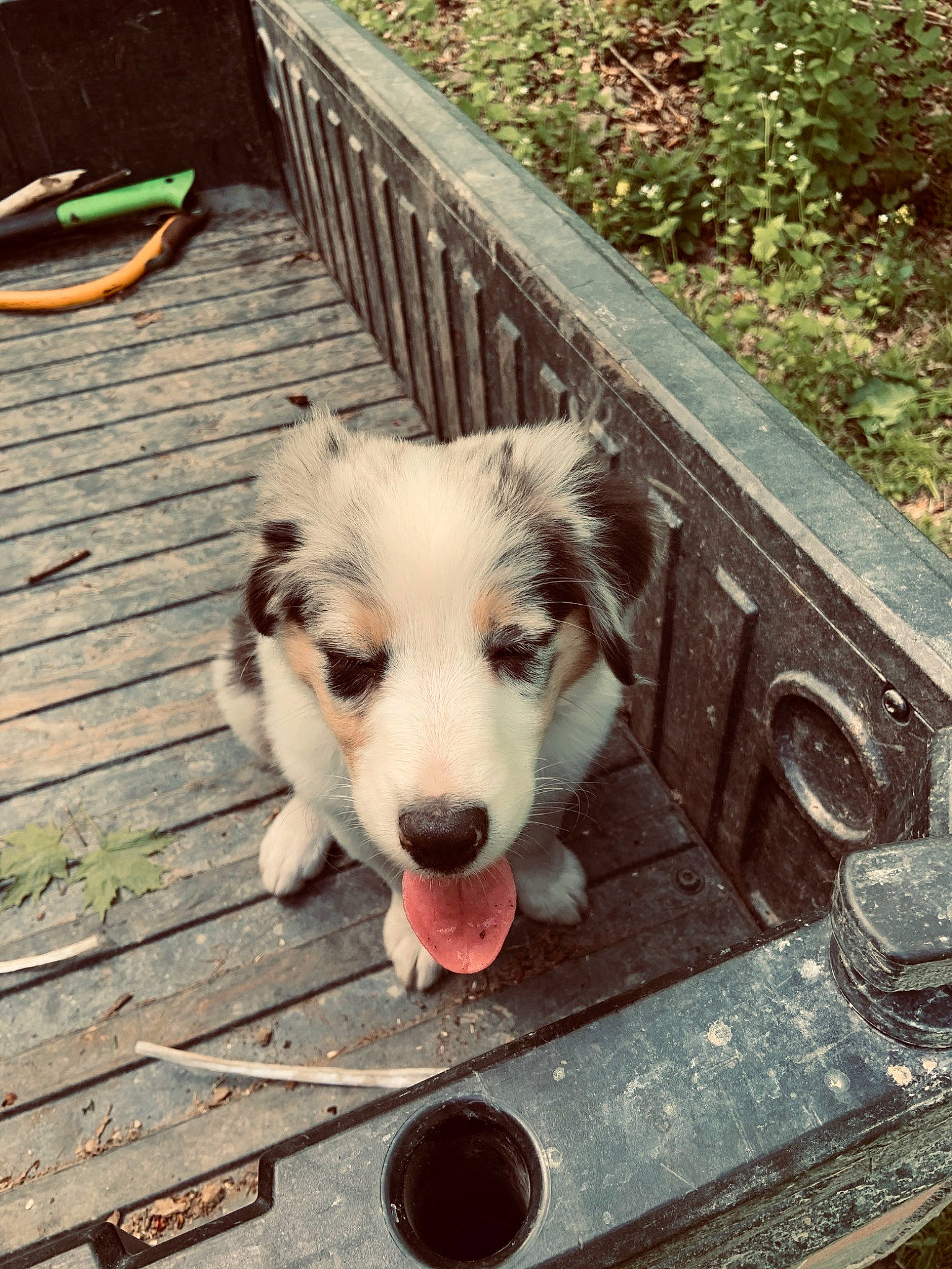 Myla is registered to the contest to win money with this photo: australian_shepherd, border_collie, canidae, carnivore, companion_dog, dog, dog_breed, herding_dog, mammal, miniature_australian_shepherd, puppy, tornjak, vertebrate, welsh_sheepdog, working_dog