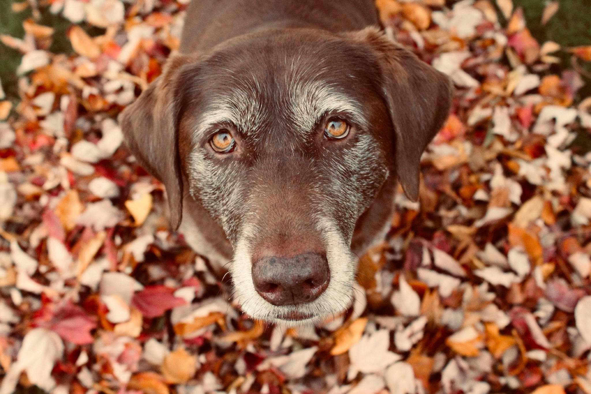 Chloe Lee is registered to the contest to win money with this photo: blue_lacy, canidae, carnivore, dog, dog_breed, eye, fawn, hunting_dog, labrador_retriever, leaf, mammal, mountain_cur, plant, pointing_breed, retriever, snout, sporting_group