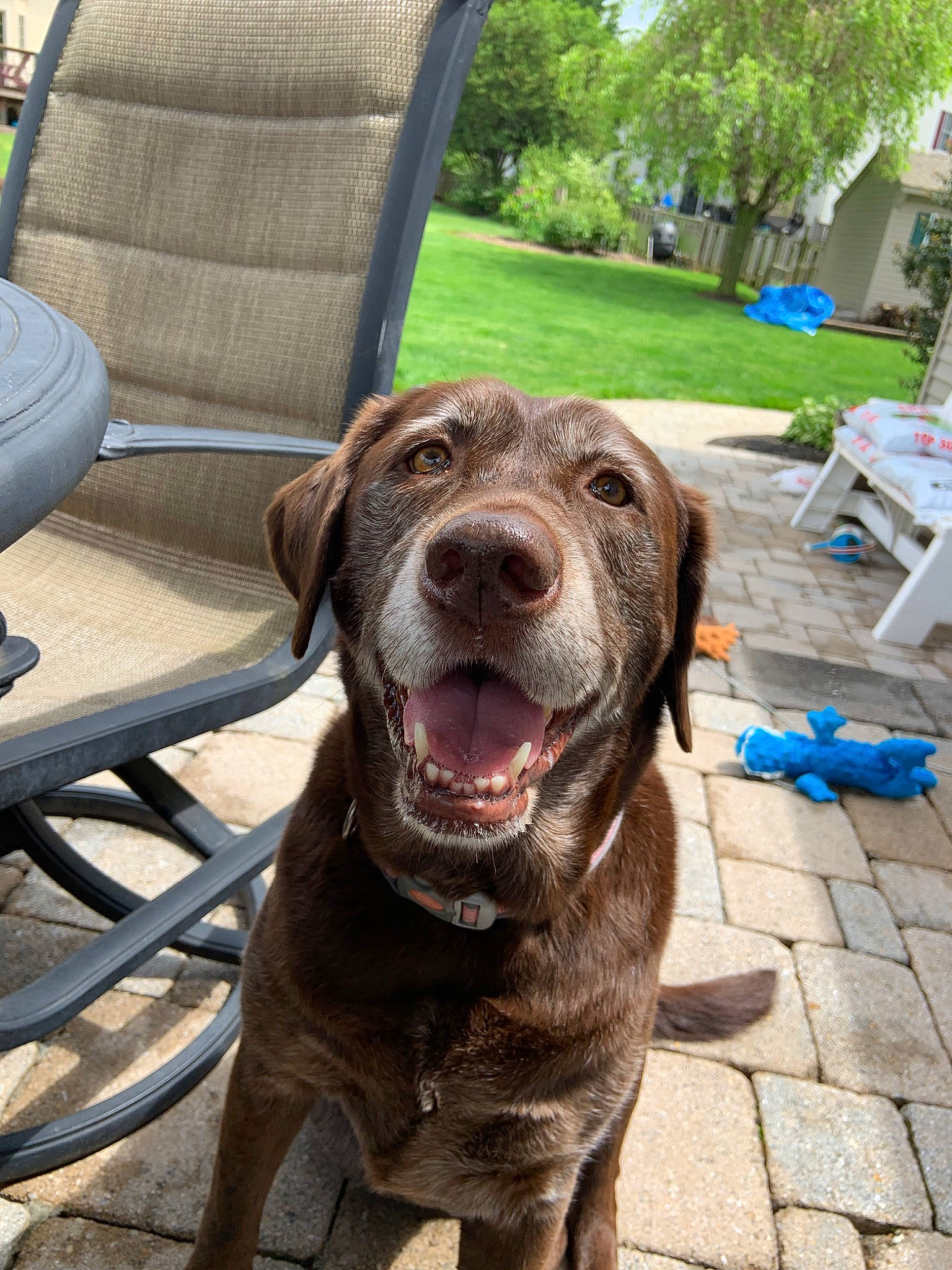 Chloe Lee joined the competition — help win amazing prizes! canidae, carnivore, chesapeake_bay_retriever, dog, dog_breed, fawn, german_shorthaired_pointer, hunting_dog, labrador_retriever, liver, mammal, pointer, pointing_breed, retriever, snout, sporting_group, weimaraner