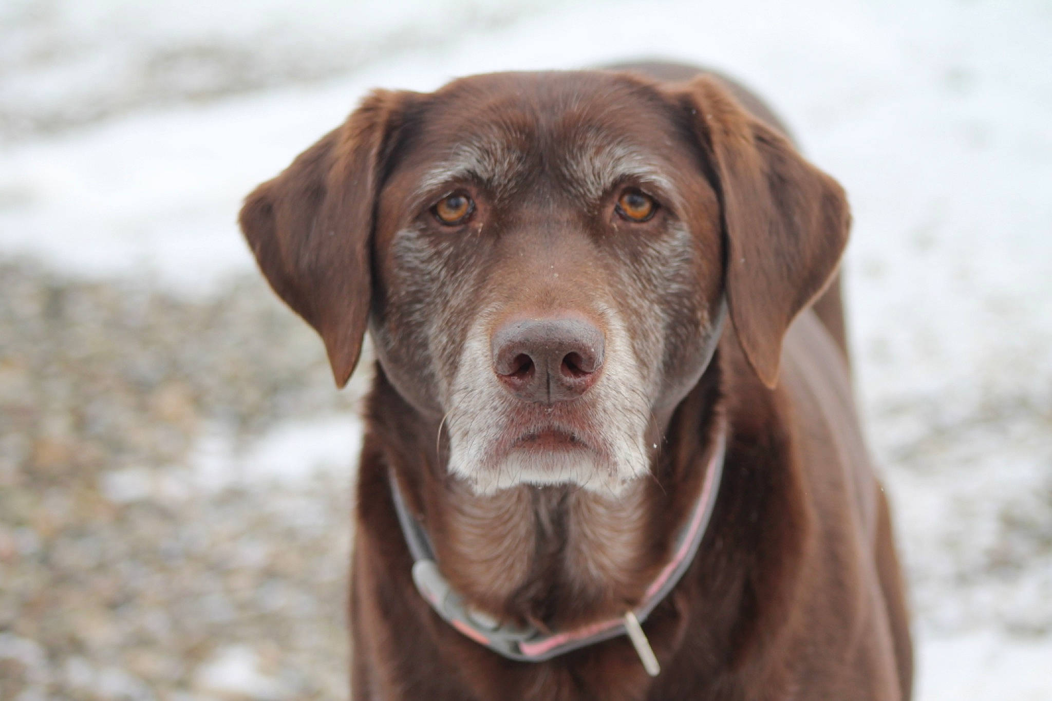 Chloe Lee joined the competition — help win amazing prizes! canidae, carnivore, chesapeake_bay_retriever, dog, dog_breed, fawn, hunting_dog, labrador_retriever, liver, mammal, pointing_breed, retriever, snout, sporting_group, vertebrate, vizsla, weimaraner