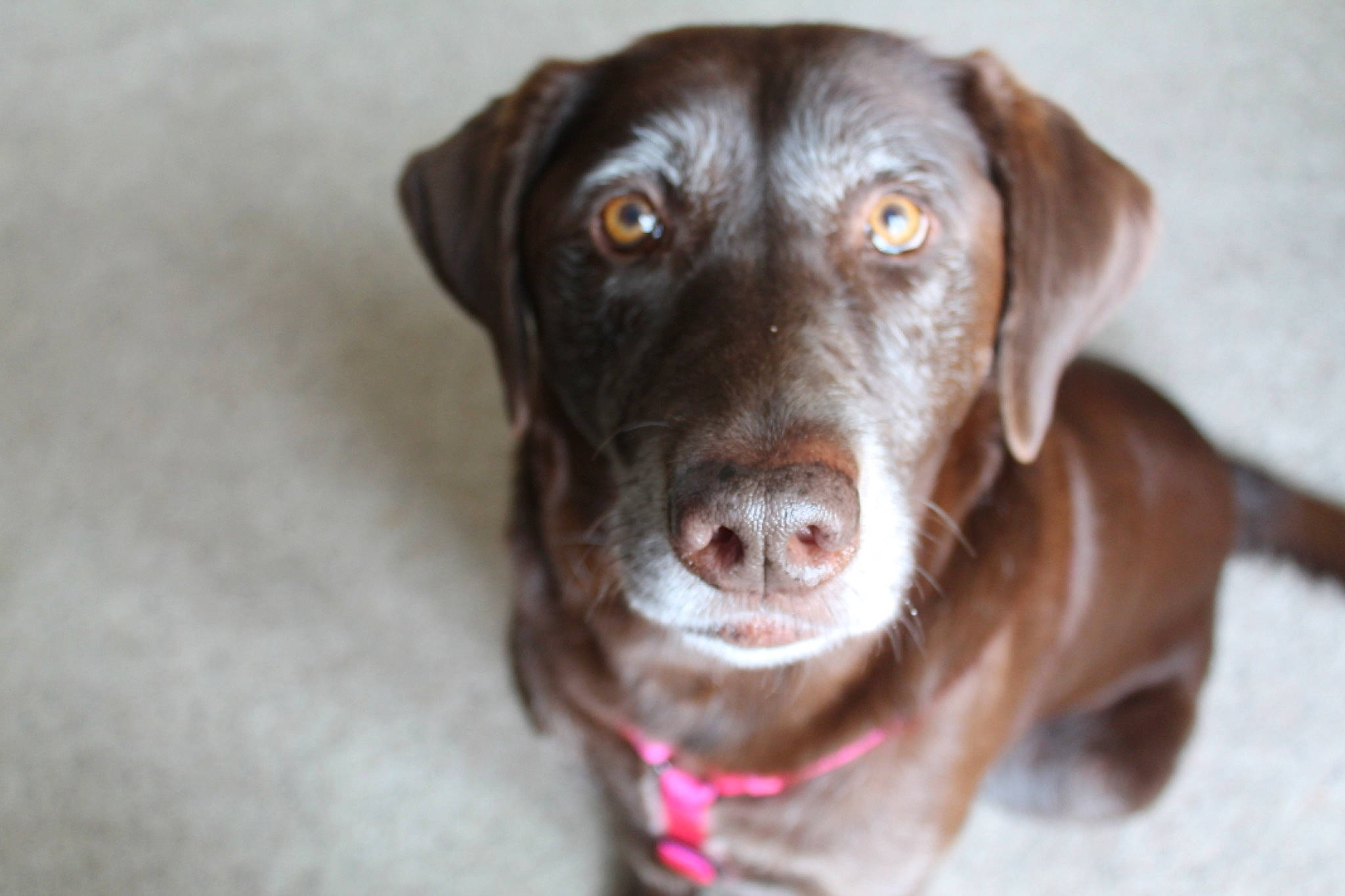 Chloe Lee joined the competition — help win amazing prizes! beagador, blue_lacy, canidae, carnivore, dog, dog_breed, dog_collar, labrador_retriever, liver, mammal, nose, patterdale_terrier, pointing_breed, puppy, retriever, snout, sporting_group, vertebrate, vizsla, weimaraner