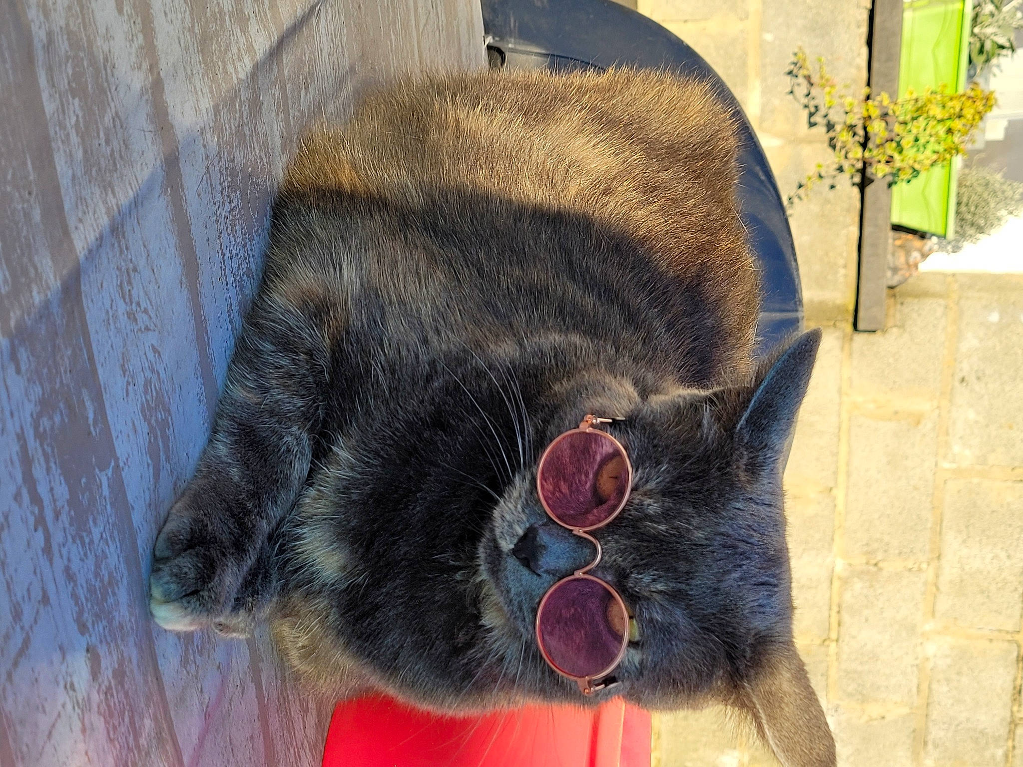 Chanel participe au concours pour gagner de l'argent avec cette photo : canidae, carnivore, collar, coquelicot, dog_breed, fawn, fur, glasses, liver, pet_supply, plant, sheep, snout, sunglasses, terrestrial_animal, whiskers, wood, wool, working_animal