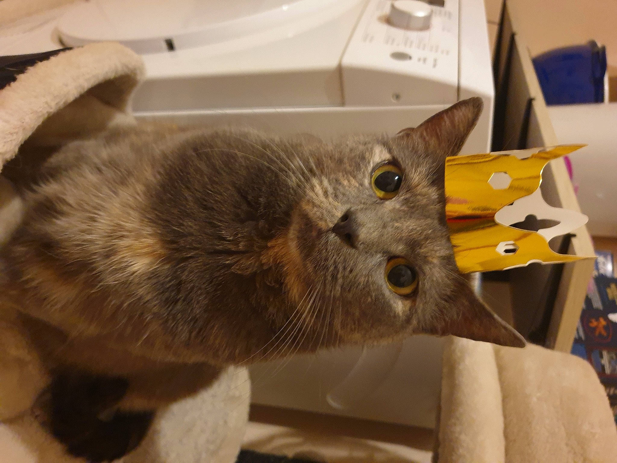 Chanel participe au concours pour gagner de l'argent avec cette photo : canidae, carnivore, cat, chartreux, claw, domestic_short_haired_cat, fawn, felidae, fur, grey, korat, paw, russian_blue, small_to_medium_sized_cats, snout, tail, terrestrial_animal, whiskers, wood