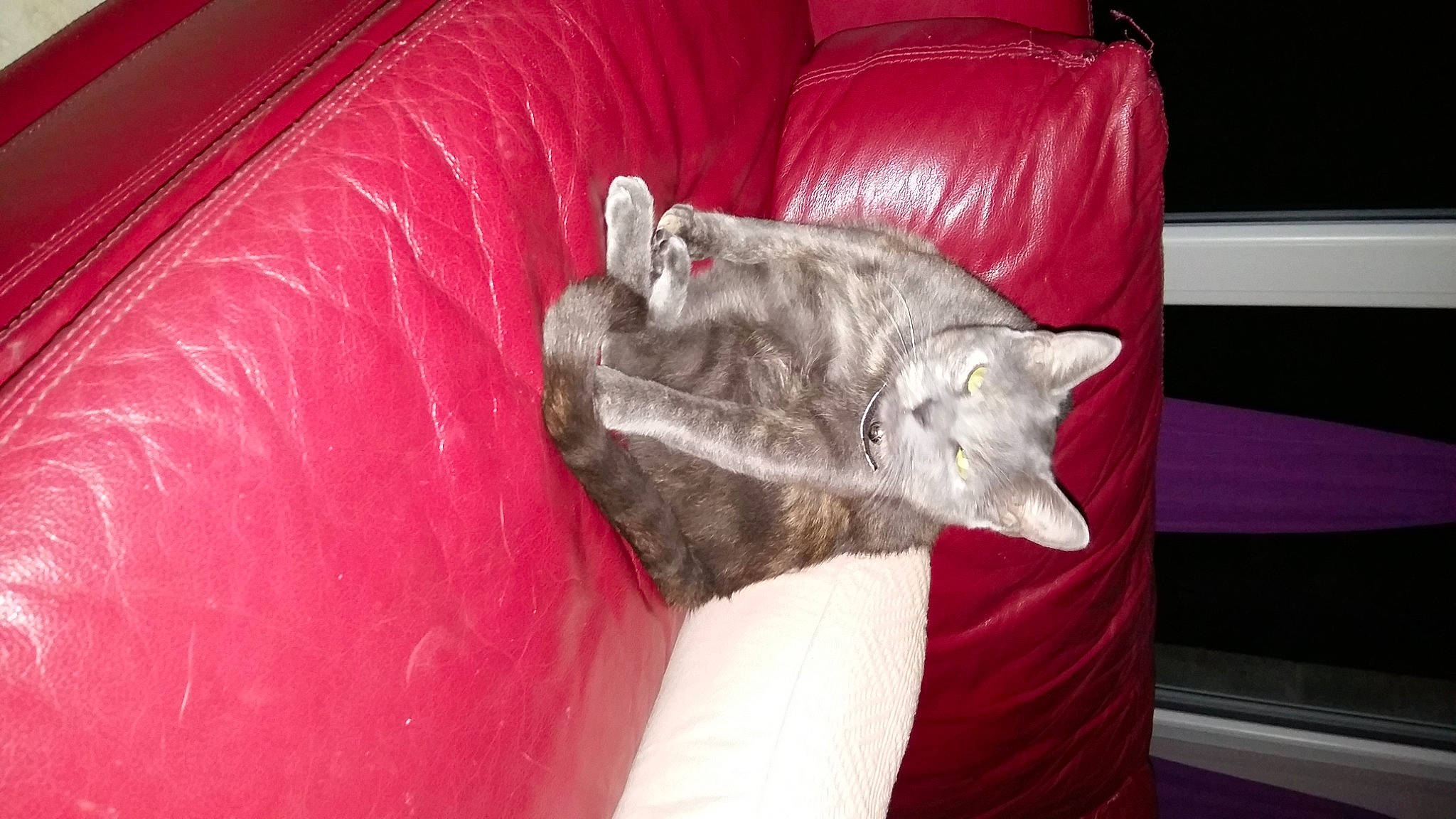 Chanel participe au concours pour gagner de l'argent avec cette photo : black_cat, canidae, carnivore, cat, cat_supply, chartreux, claw, comfort, couch, dog_breed, domestic_short_haired_cat, felidae, fur, linens, nap, room, small_to_medium_sized_cats, tail, vertebrate, whiskers