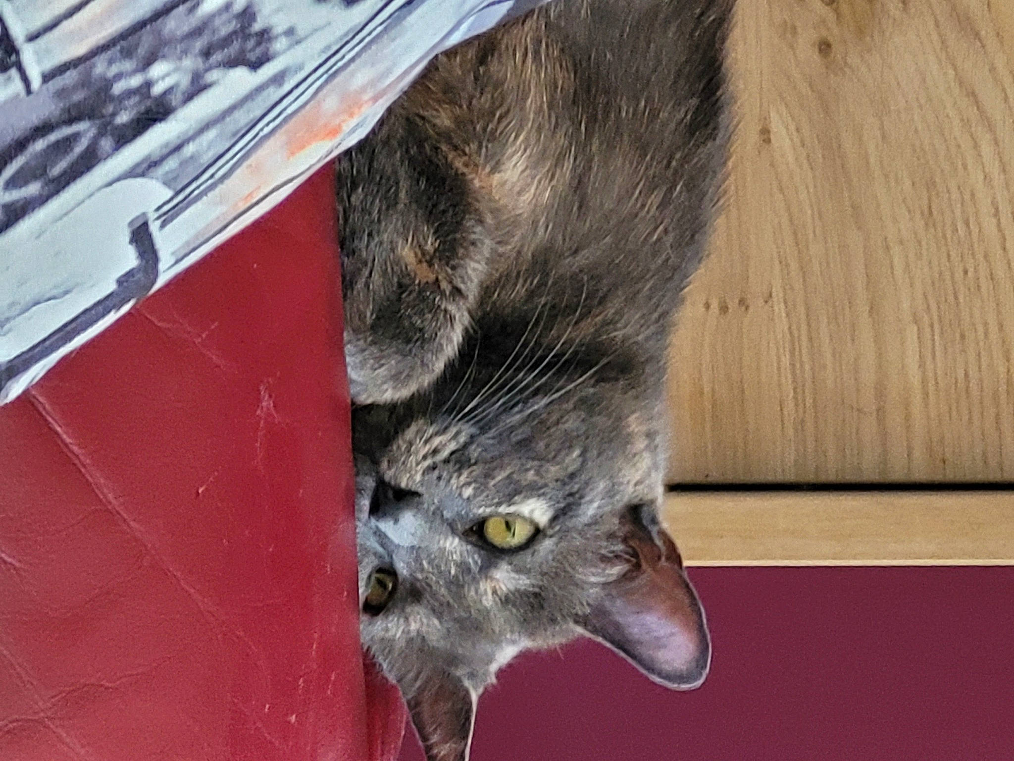 Chanel a rejoint le concours — aidez-le/la à gagner de superbes lots ! carnivore, cat, cat_supply, claw, domestic_short_haired_cat, felidae, flooring, fur, grey, pet_supply, small_to_medium_sized_cats, snout, tail, terrestrial_animal, whiskers, wildlife, wood