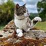 cat, tabby, animal, outdoor, moss, stone_wall, paw, feline, nature, blurred_background, greenery, cloudy_sky, curious, whiskers, pet, mammal, closeup, resting, playful, portrait