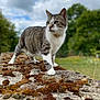 cat, tabby, moss, stone, outdoor, nature, animal, walking, greenery, cloudy_sky, fur, whiskers, paws, mammal, curious, daylight, closeup, exploration, quiet, peaceful