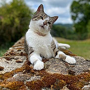 Moon a rejoint le concours — aidez-le/la à gagner de superbes lots ! cat, tabby_cat, white_cat, moss, stone, outdoor, nature, relaxed, animal, feline, closeup, lying_down, greenery, cloudy_sky, background_blur, resting, wildlife, mammal, peaceful, portrait