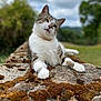 cat, tabby_cat, white_cat, moss, stone, outdoor, nature, relaxed, animal, feline, closeup, lying_down, greenery, cloudy_sky, background_blur, resting, wildlife, mammal, peaceful, portrait