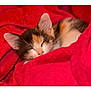 Plume participe au concours pour gagner de l'argent avec cette photo : kitten, cat, calico, sleeping, blanket, red_blanket, cozy, fur, pet, animal, cute, nap, warm, soft, resting, whiskers, ears, closeup, indoor, comfort
