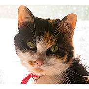 Plume participe au concours pour gagner de l'argent avec cette photo : cat, calico, close_up, green_eyes, whiskers, fur, collar, pet, animal, domestic_cat, face, portrait, backlit, natural_light, indoor, curious, feline, cute, soft_light, focused