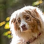 Naska a rejoint le concours — aidez-le/la à gagner de superbes lots ! dog, australian_shepherd, heterochromia, blue_eye, brown_eye, fluffy, fur, outdoor, nature, forest, sunlight, portrait, pet, animal, collar, close_up, soft_light, background_blur, mammal, canine