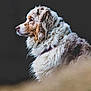 Naska a rejoint le concours — aidez-le/la à gagner de superbes lots ! dog, fluffy, curly_fur, profile, side_view, portrait, animal, pet, canine, brown, white, fur, looking_away, close_up, soft_light, outdoor, nature, background_blur, calm, majestic