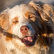 Naska a rejoint le concours — aidez-le/la à gagner de superbes lots ! dog, canine, pet, fur, happy, outdoor, sunlight, closeup, animal, muzzle, ears, mouth, teeth, nose, expression, fluffy, nature, portrait, smiling, joyful