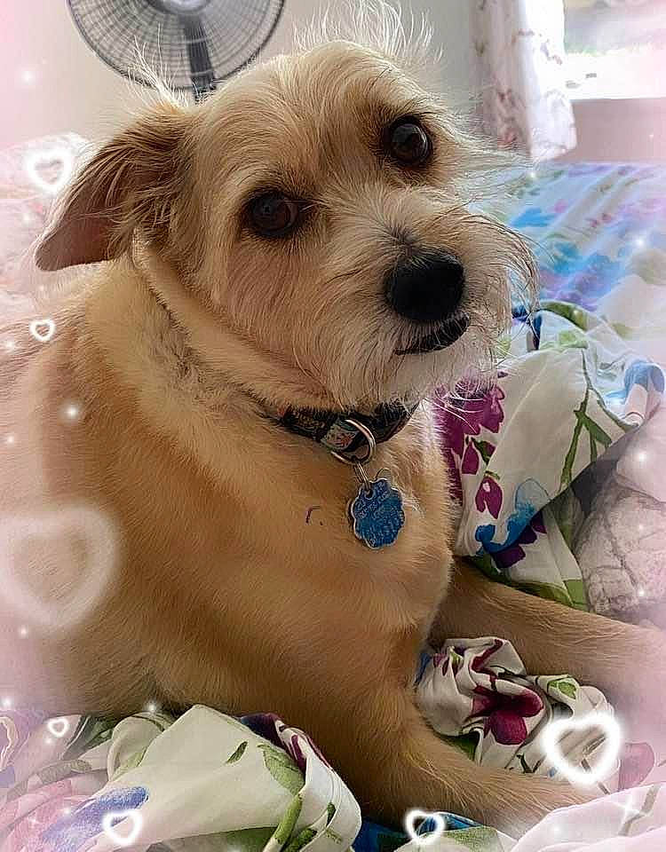 Abby joined the competition — help win amazing prizes! canidae, carnivore, collar, companion_dog, dog, dog_breed, dog_collar, dog_supply, fashion_accessory, fawn, mechanical_fan, non_sporting_group, pet_supply, small_terrier, snout, sporting_group, sunglasses, terrier, toy_dog, working_animal