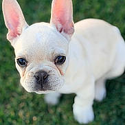 Chanel joined the competition — help win amazing prizes! dog, puppy, french_bulldog, grass, outdoor, closeup, portrait, ears, eyes, nose, muzzle, white_fur, short_hair, sitting, pet, domestic_animal, adorable, bokeh, shallow_depth_of_field, cute