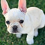 dog, puppy, french_bulldog, grass, outdoor, closeup, portrait, ears, eyes, nose, muzzle, white_fur, short_hair, sitting, pet, domestic_animal, adorable, bokeh, shallow_depth_of_field, cute