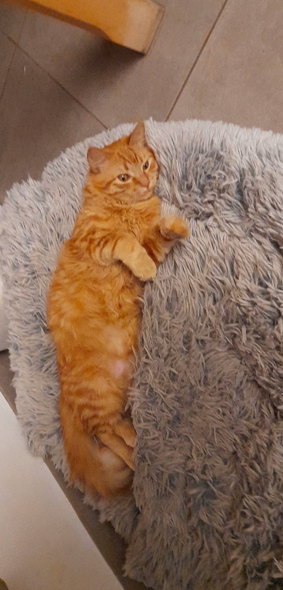 Spooky participe au concours pour gagner de l'argent avec cette photo : carnivore, cat, claw, comfort, domestic_short_haired_cat, fawn, felidae, flooring, fur, hardwood, paw, peach, small_to_medium_sized_cats, snout, tail, whiskers, window, wood