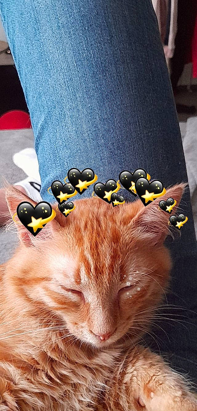 Spooky a rejoint le concours — aidez-le/la à gagner de superbes lots ! carnivore, cat, claw, domestic_short_haired_cat, fashion_accessory, fawn, felidae, fur, glasses, hat, jewellery, pattern, paw, plant, selfie, sitting, small_to_medium_sized_cats, sunglasses, tail, whiskers