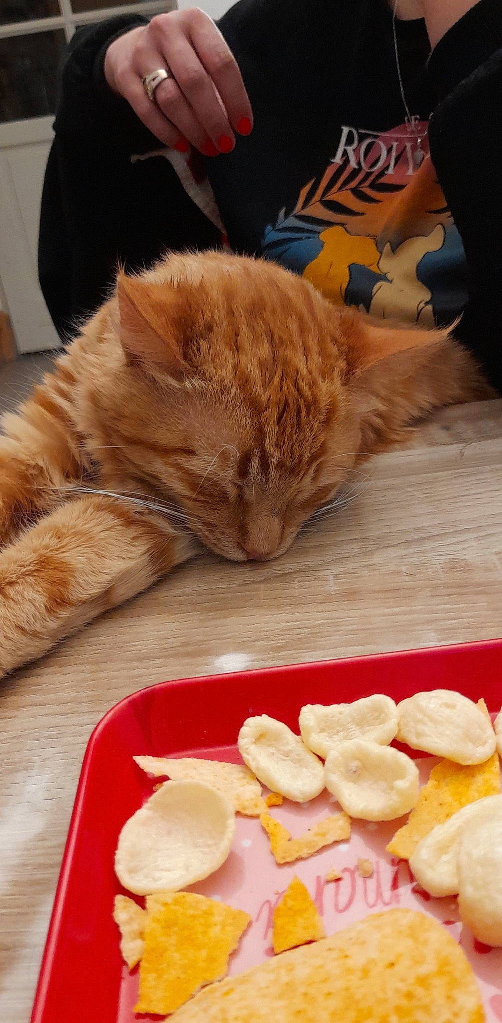 Spooky participe au concours pour gagner de l'argent avec cette photo : animal_feed, carnivore, cat, comfort, comfort_food, cuisine, dish, domestic_short_haired_cat, fawn, felidae, food, fruit, fur, ingredient, small_animal_food, small_to_medium_sized_cats, snout, tableware, whiskers, wood