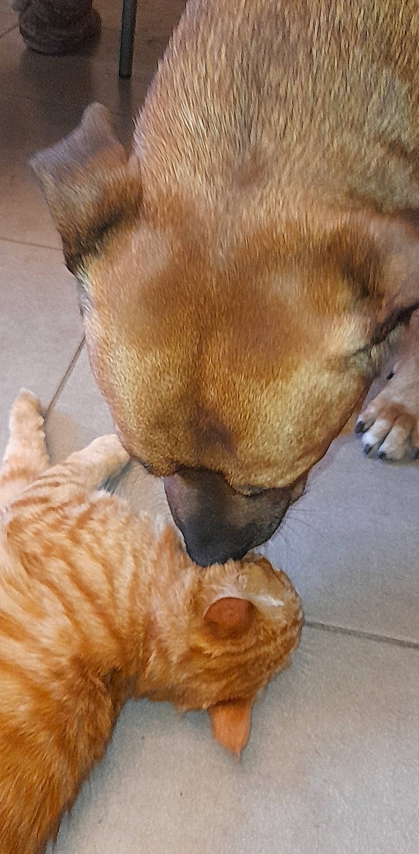 Spooky participe au concours pour gagner de l'argent avec cette photo : carnivore, cat, comfort, companion_dog, dog, dog_breed, domestic_short_haired_cat, fawn, felidae, foot, human_leg, liver, paw, small_to_medium_sized_cats, snout, sporting_group, tail, terrestrial_animal, whiskers, wood