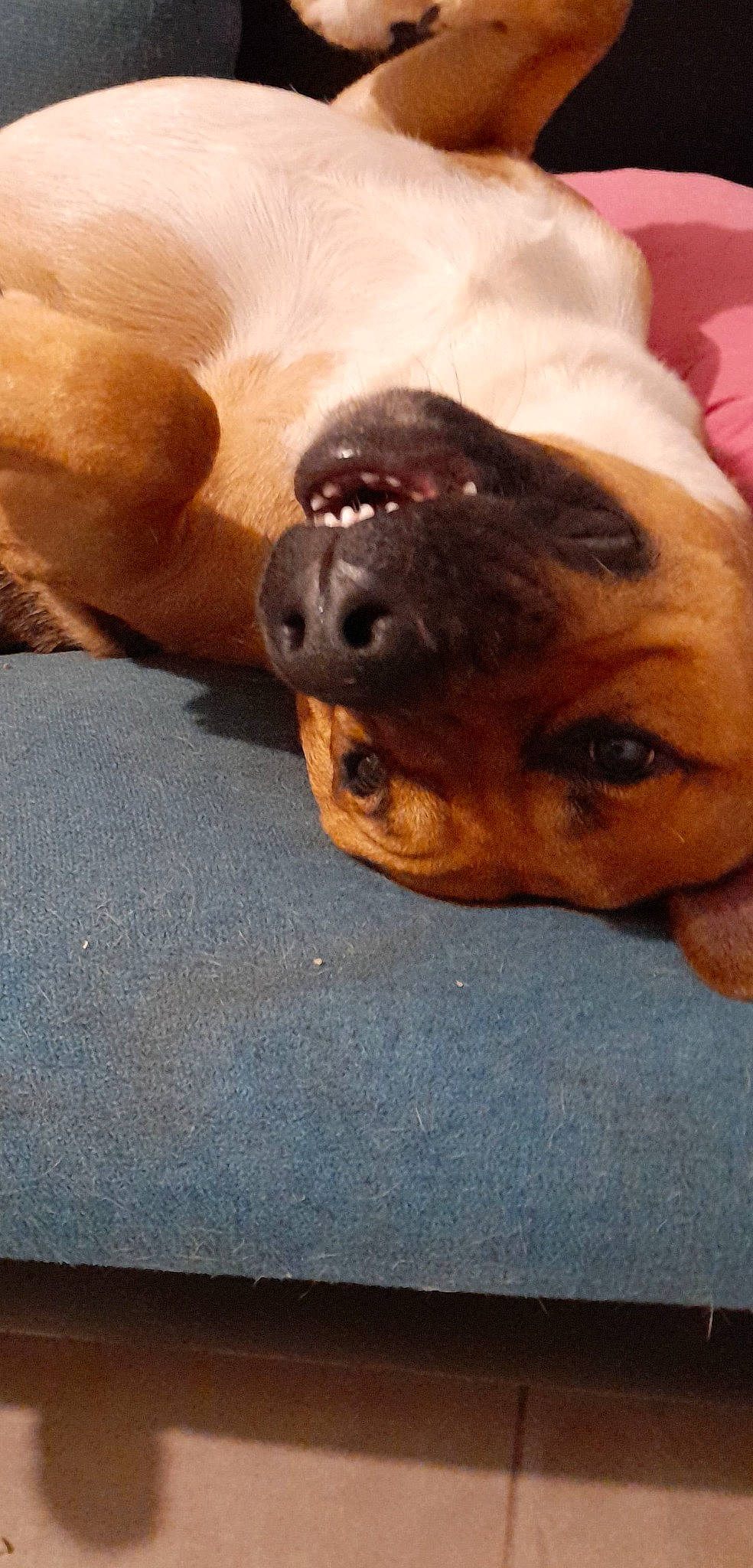 Rayco participe au concours pour gagner de l'argent avec cette photo : canidae, carnivore, comfort, companion_dog, dog, dog_breed, dog_collar, ear, eye, fawn, fur, nose, paw, pet_supply, snout, sporting_group, toy_dog, whiskers, working_animal, wrinkle