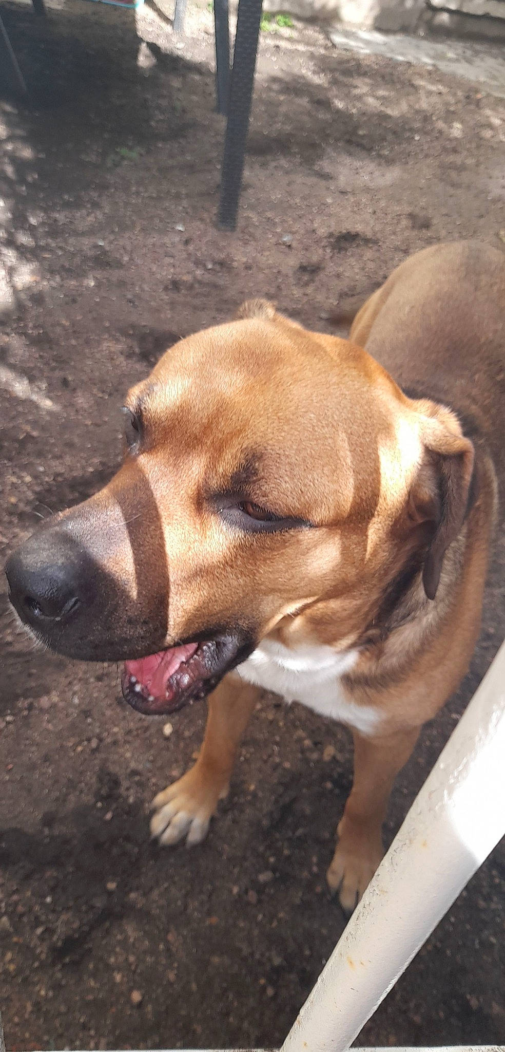 Rayco participe au concours pour gagner de l'argent avec cette photo : canidae, carnivore, collar, companion_dog, dog, dog_breed, dog_collar, dog_supply, fawn, fur, liver, non_sporting_group, pet_supply, scent_hound, snout, sporting_group, terrestrial_animal, whiskers, working_animal, working_dog