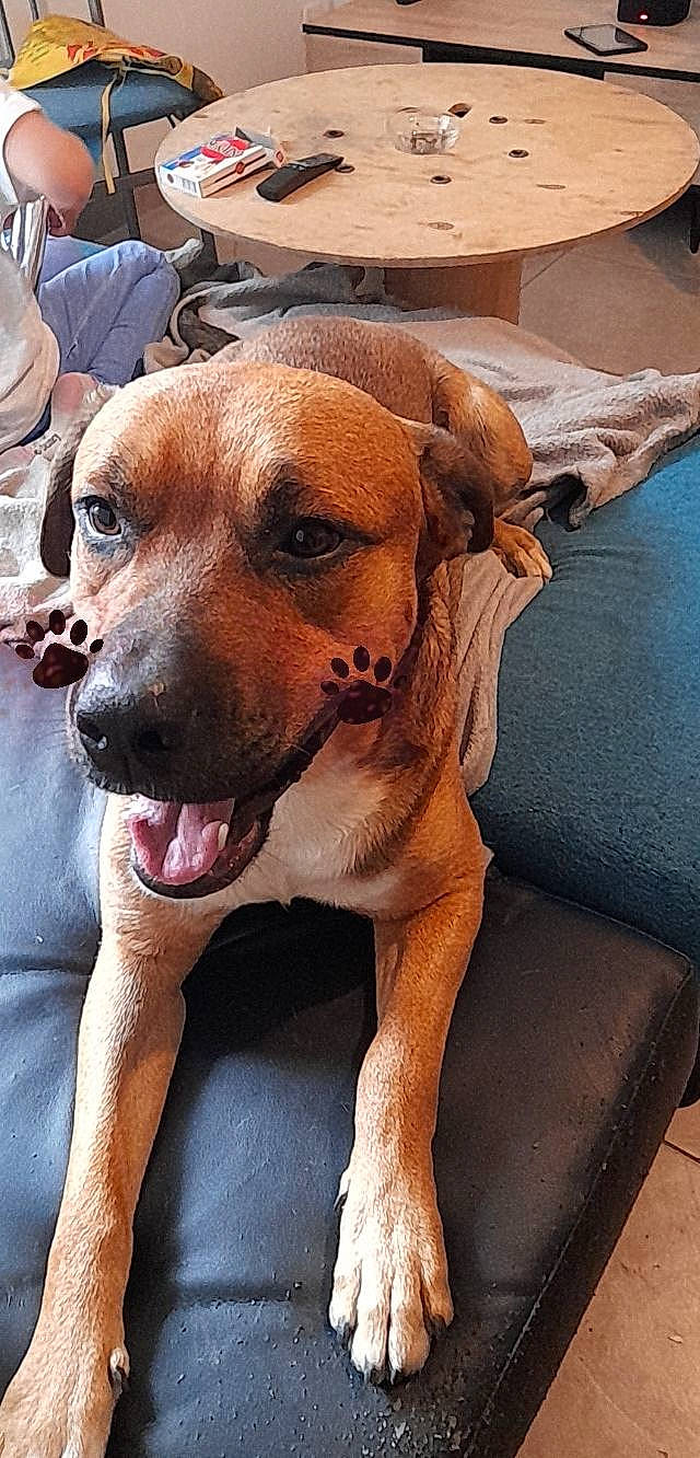 Rayco participe au concours pour gagner de l'argent avec cette photo : ball, canidae, carnivore, collar, companion_dog, dog, dog_breed, dog_collar, fawn, fur, guard_dog, hat, hound, molosser, non_sporting_group, paw, snout, whiskers, working_animal, working_dog