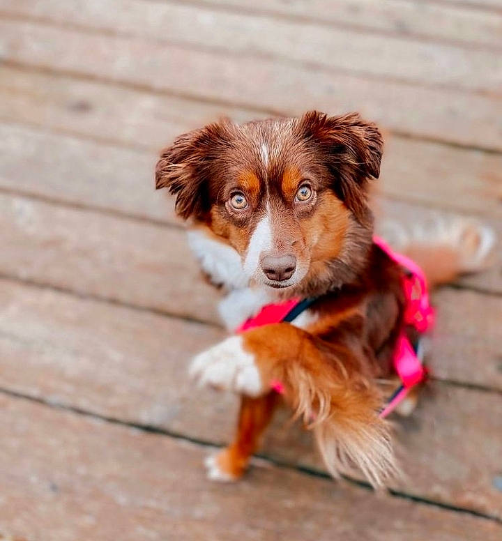 Milka participe au concours pour gagner de l'argent avec cette photo : canidae, carnivore, companion_dog, dog, dog_breed, fawn, fur, gun_dog, hardwood, liver, puppy, snout, sporting_group, whiskers, wood, working_dog