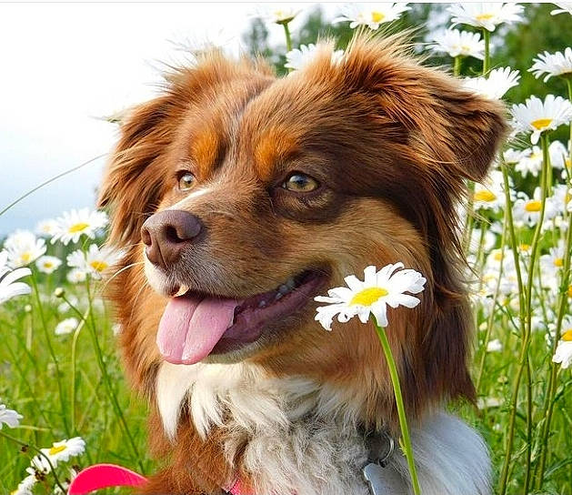 Milka a rejoint le concours — aidez-le/la à gagner de superbes lots ! ancient_dog_breeds, canidae, carnivore, collar, companion_dog, dog, dog_breed, fawn, flower, fur, grass, happy, liver, petal, plant, snout, sporting_group, working_animal, working_dog