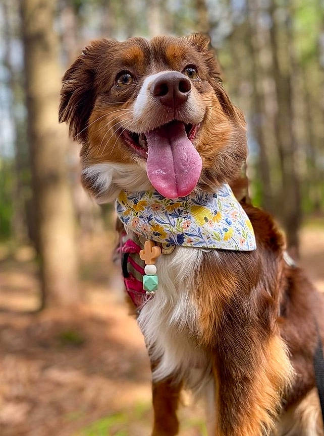 Milka a rejoint le concours — aidez-le/la à gagner de superbes lots ! canidae, carnivore, collar, companion_dog, dog, dog_breed, dog_collar, dog_supply, fawn, fun, fur, gun_dog, happy, leash, liver, snout, spaniel, sporting_group, tree, whiskers