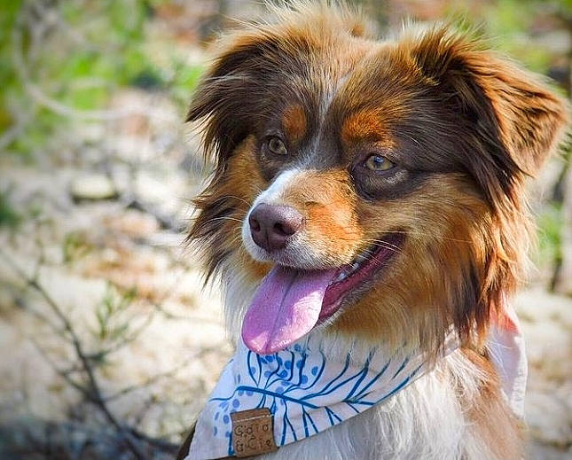 Milka a rejoint le concours — aidez-le/la à gagner de superbes lots ! art, australian_collie, australian_shepherd, canidae, carnivore, companion_dog, dog, dog_breed, eye, fur, grass, herding_dog, miniature_australian_shepherd, plant, snout, sporting_group, terrestrial_animal, tree, whiskers, working_dog