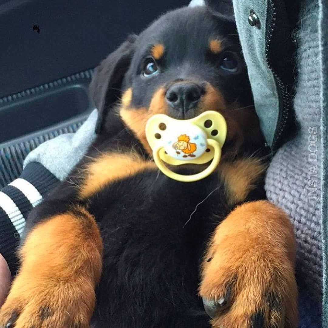 Valdo a rejoint le concours — aidez-le/la à gagner de superbes lots ! canidae, carnivore, companion_dog, dog, dog_breed, fur, guard_dog, natural_material, paw, sharing, snout, sporting_group, terrestrial_animal, working_animal, working_dog