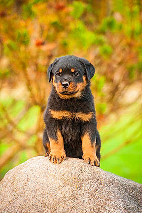 Valdo a rejoint le concours — aidez-le/la à gagner de superbes lots ! canidae, carnivore, companion_dog, dog, dog_breed, fawn, fur, grass, guard_dog, landscape, plant, rock, rottweiler, snout, sporting_group, terrestrial_animal, tree, wildlife, wood, working_dog