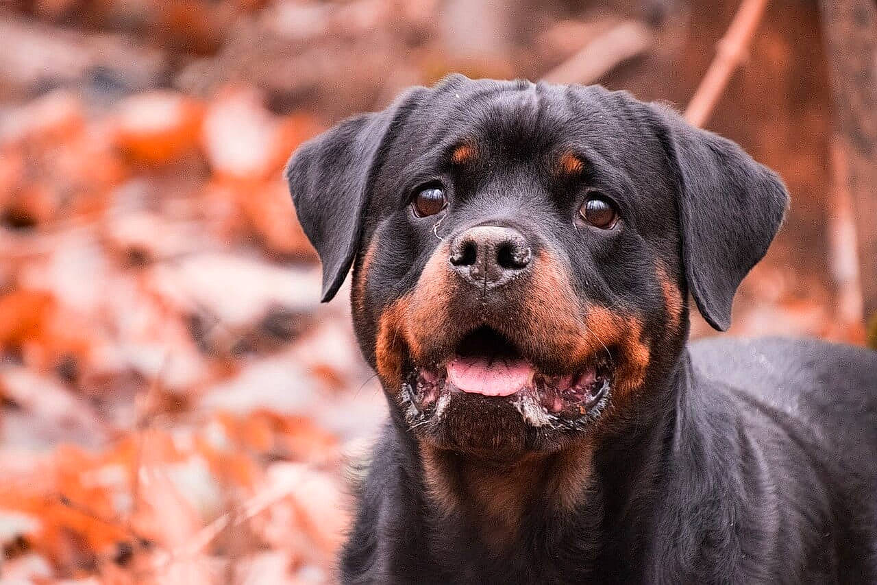 Valdo a rejoint le concours — aidez-le/la à gagner de superbes lots ! canidae, carnivore, companion_dog, dog, dog_breed, fawn, fur, grass, guard_dog, hunting_dog, landscape, plant, puppy, rottweiler, sporting_group, terrestrial_animal, whiskers, wood, working_animal, working_dog
