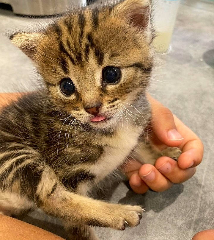 Nala a rejoint le concours — aidez-le/la à gagner de superbes lots ! carnivore, cat, claw, domestic_short_haired_cat, eye, felidae, foot, fur, gesture, grass, metal, nail, paw, sitting, small_to_medium_sized_cats, snout, square, tail, thumb, whiskers