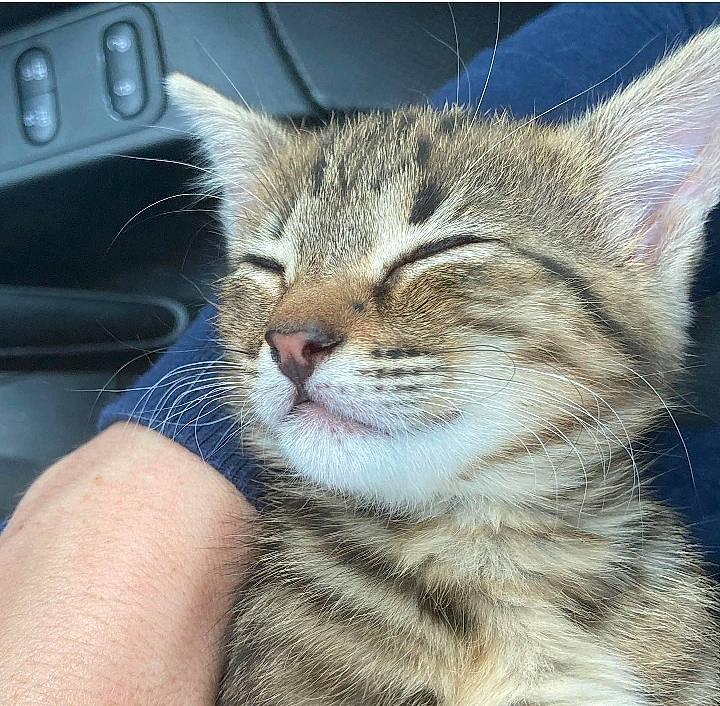 Nala a rejoint le concours — aidez-le/la à gagner de superbes lots ! carnivore, cat, close_up, comfort, domestic_short_haired_cat, ear, eye, felidae, fur, hair, head, iris, leg, nose, paw, small_to_medium_sized_cats, snout, terrestrial_animal, whiskers, wildlife