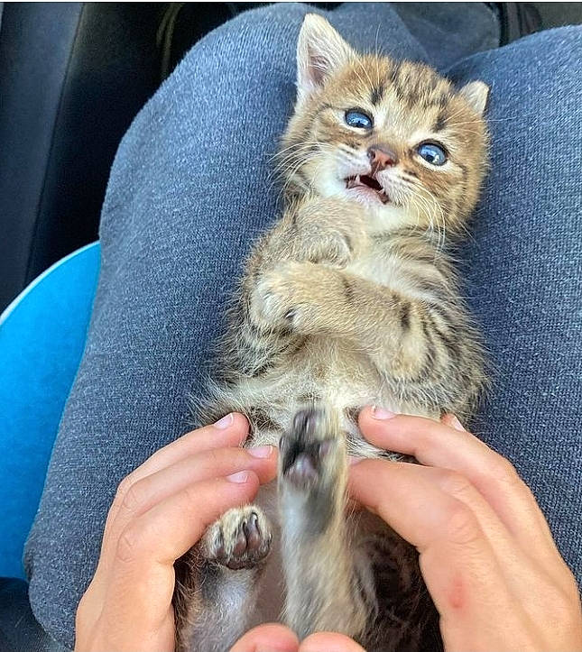 Nala participe au concours pour gagner de l'argent avec cette photo : carnivore, cat, claw, comfort, domestic_short_haired_cat, fawn, felidae, finger, fur, gesture, hand, nail, paw, small_to_medium_sized_cats, snout, tail, whiskers